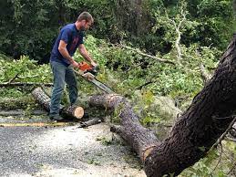 Best Palm Tree Trimming  in Paducah, KY