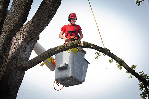 Why Choose Our Tree Removal Services in Paducah, KY?