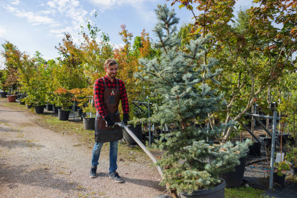 Professional  Tree Services in Paducah, KY