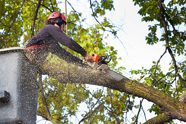 Best Weed Control  in Paducah, KY